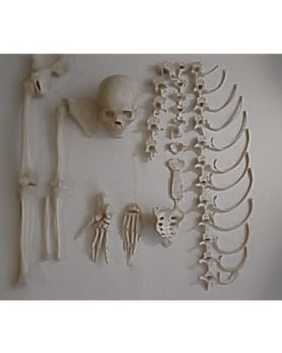 Real Human Disarticulated Skeleton