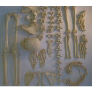 Real Human Disarticulated Skeleton
