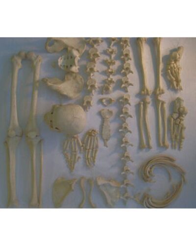 Real Human Disarticulated Skeleton