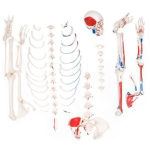 Real Human Disarticulated Skeleton Top Quality with Muscle Painting
