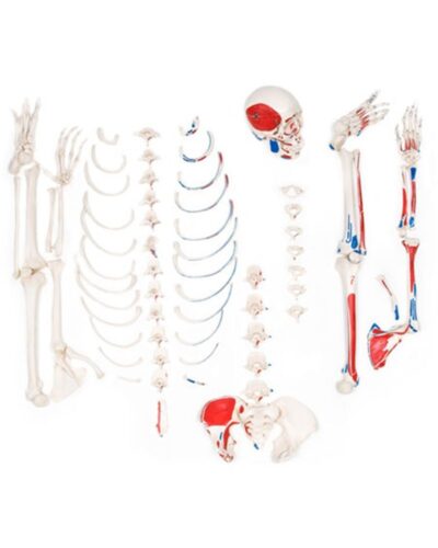 Real Human Disarticulated Skeleton Top Quality with Muscle Painting