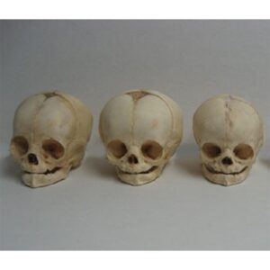 Real Human Fetal Skull
