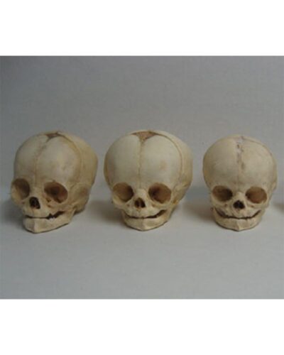 Real Human Fetal Skull