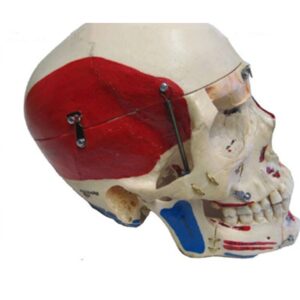 Real Human 10 Part Demonstration Skull with Muscle