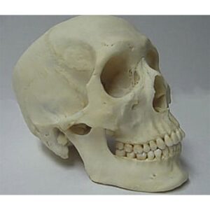 Real Human Skull Selected 1st Grade