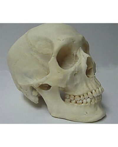 Real Human Skull Selected 1st Grade
