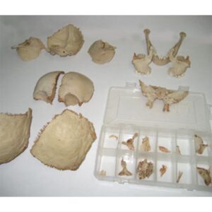 Real Human Disarticulated Skull