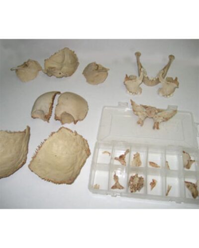 Real Human Disarticulated Skull
