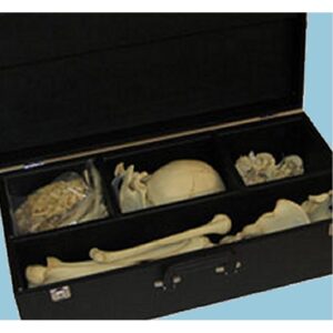 Skeleton Carrying Case