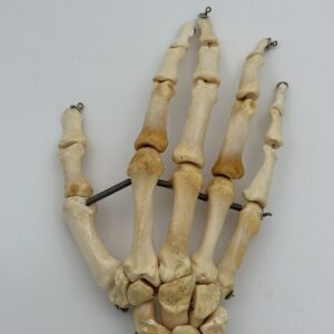 Hand Skeleton