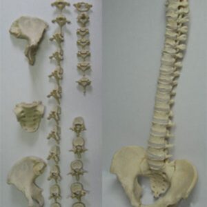 Spine