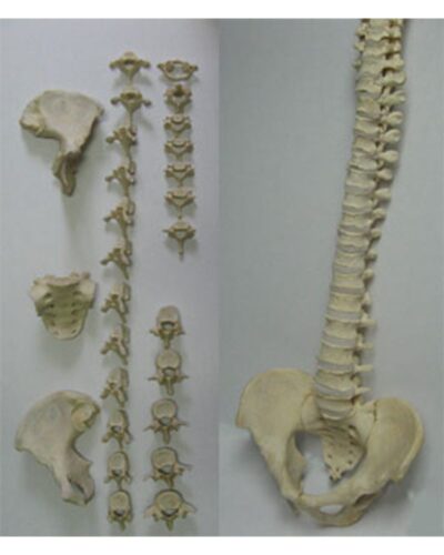 Spine