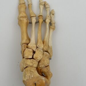 Foot Skeleton
