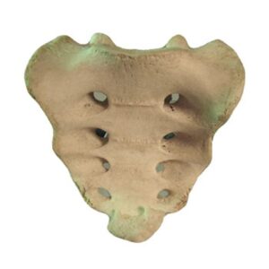 Sacrum