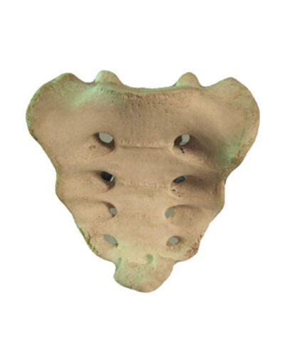 Sacrum