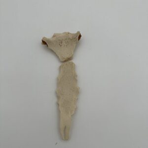Sternum Manubrium