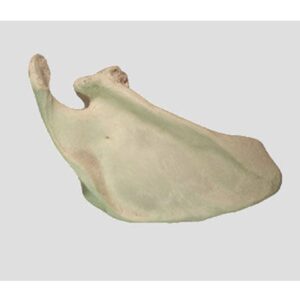 Scapula