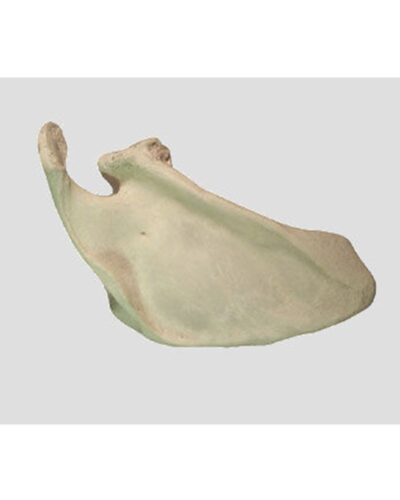 Scapula