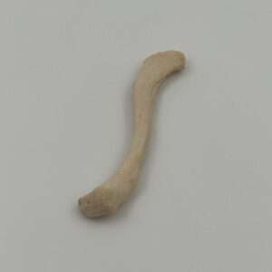 Clavical
