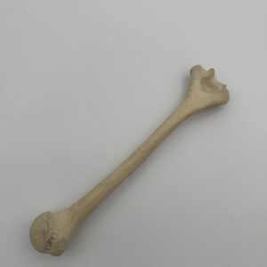 Humerus