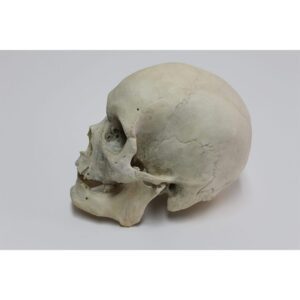 Real Human Skull 0-2 Teeth Very Minor Damage