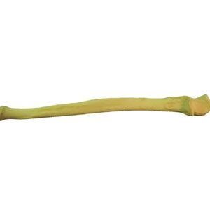 Ulna