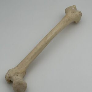 Femur