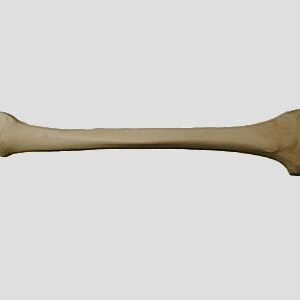 Tibia