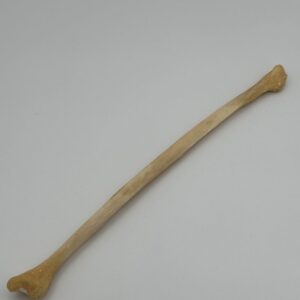 Fibula