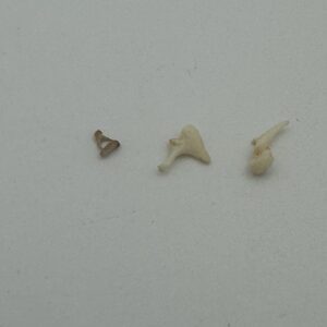 Ossicles set