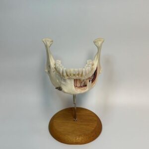 Adult Mandible on Stand