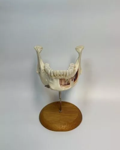 Adult Mandible on Stand