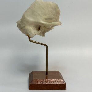 Right temporal Bone on Stand