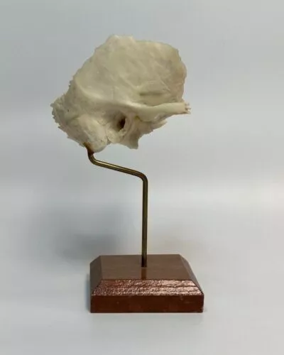 Right temporal Bone on Stand
