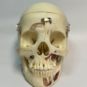 Demonstration Skull