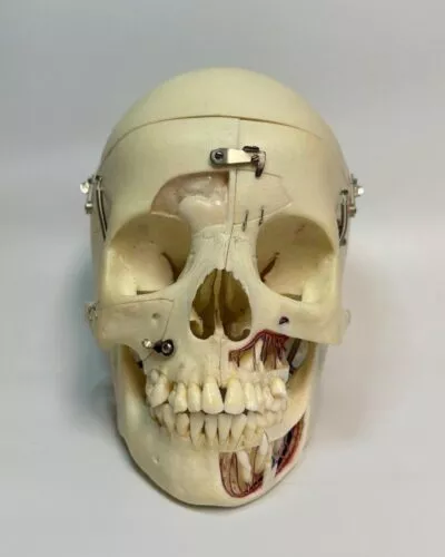 Demonstration Skull