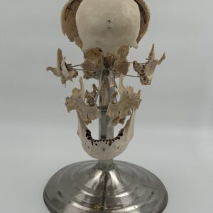 Human Skull Beauchene Model