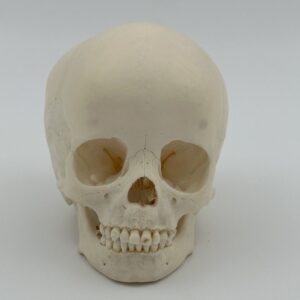 Human Skull (Aged Between 7 - 9)