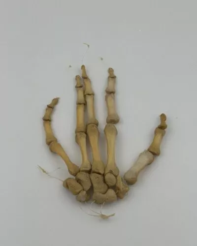 Human Hand Skeleton