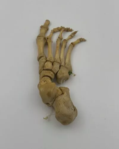 Human Foot Skeleton