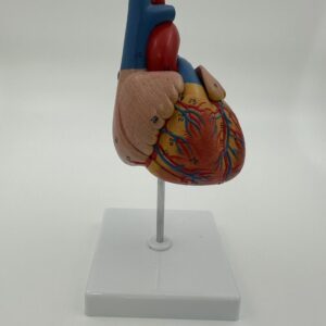 Human Heart Model (2 Part)