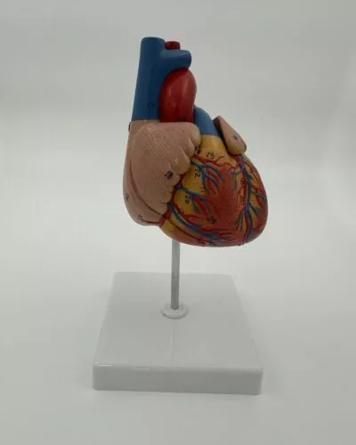 Human Heart Model (2 Part)