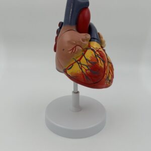 Human Heart Model (4 Part)