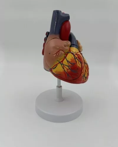 Human Heart Model (4 Part)