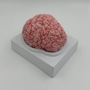 Human Brain Model (2 Part)