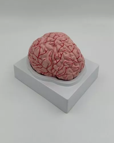 Human Brain Model (2 Part)