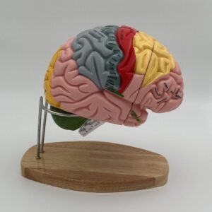 Human Brain Model (4 Parts)