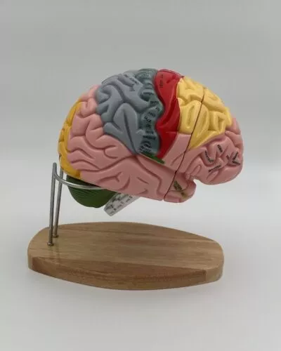 Human Brain Model (4 Parts)