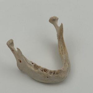 Mandible