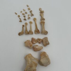 Foot skeleton
